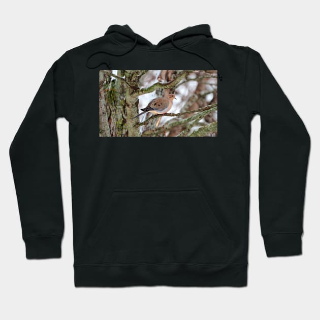 Mourning Dove Perched In a Tree Staring At The Camera In The Winter Hoodie by BackyardBirder